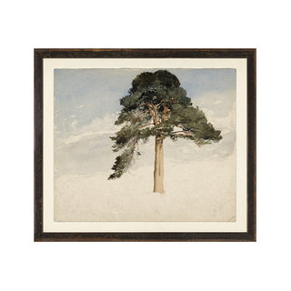 Scottish Fir Tree, 1849